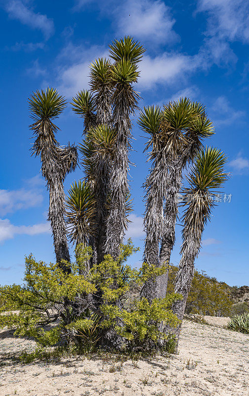 丝兰是天门冬科的一种植物，原产于墨西哥下加利福尼亚州、下加利福尼亚州南部、索诺拉州和锡那罗亚州。它的俗称是datilillo。Sierra de San Francisco地区。下加利福尼亚南部，墨西哥。